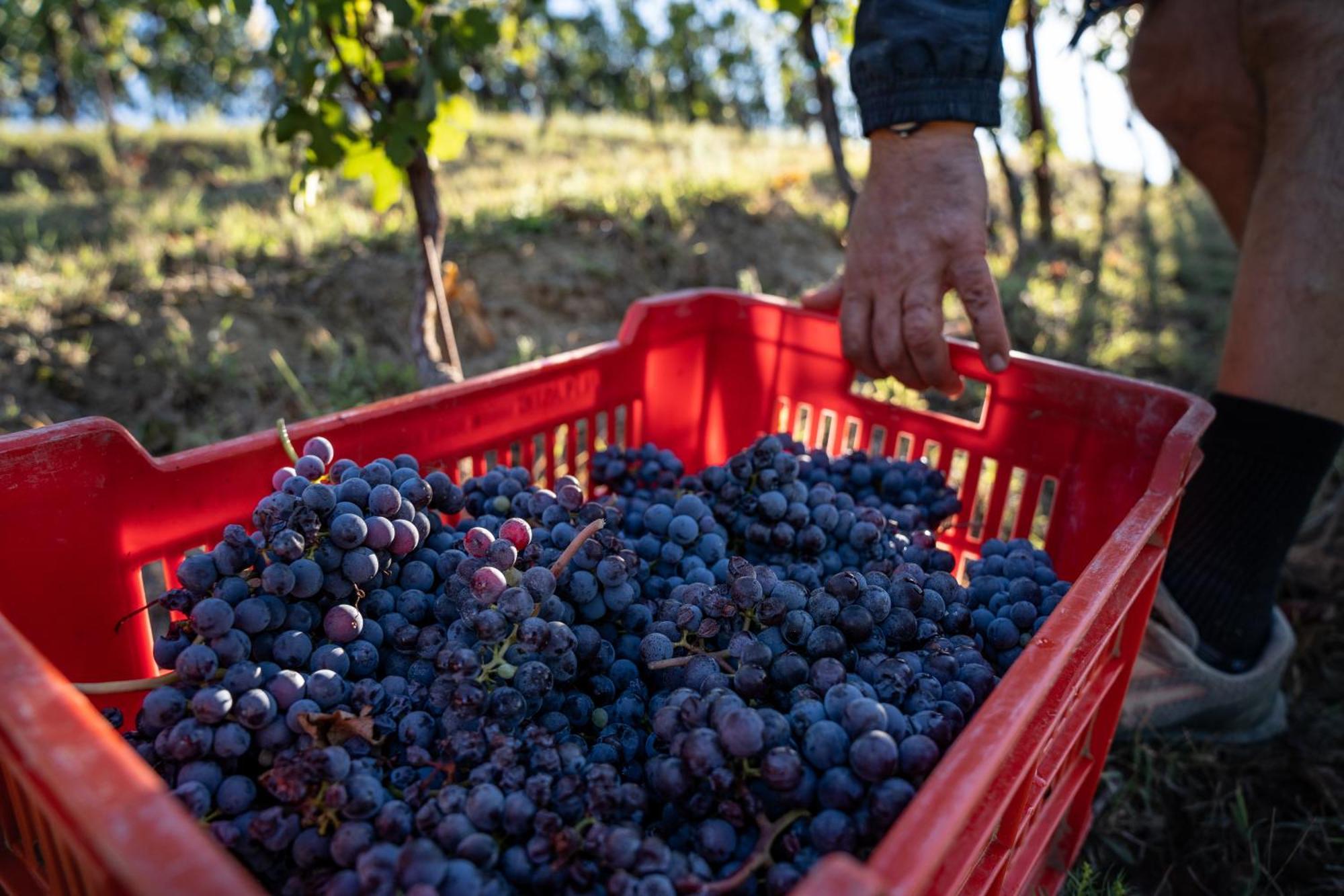 Agriturismo Antichi Poderi Gallina Neive Buitenkant foto